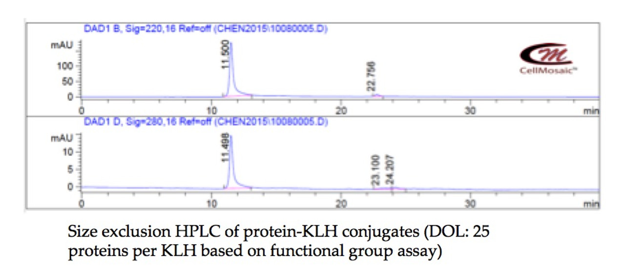 Example 1: Size exclusion HPLC analysis of protein-KLH conjugates
