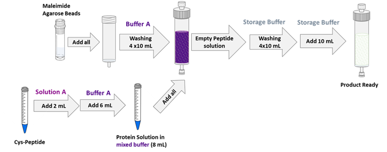 Schematic diagram of the workflow for peptide immobilization via maleimide, starting with 5 mL of maleimide agarose beads.