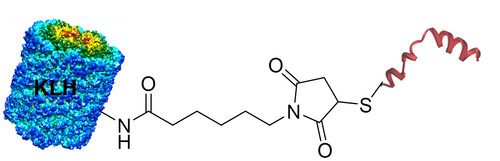 Chemical Structure of Peptide KLH conjugates generated using CM52411 PerKit KLH-Peptide Conjugation Kit Chemical Structure of Peptide KLH conjugates generated using CM52411 PerKit KLH-Peptide Conjugation Kit