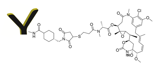 Product F(ab')2 DM1 conjugate CM11419 Product F(ab')2 DM1 conjugate CM11419
