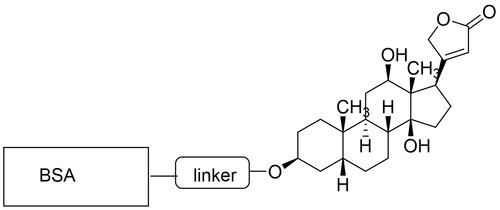 Chemical structure of BSA-Digoxigenin Conjugate (CM52107) Chemical structure of BSA-Digoxigenin Conjugate (CM52107)