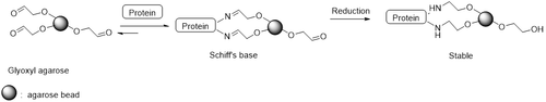 Reaction scheme for the immobilization of proteins on SepSphere™ glyoxyl agarose beads via reductive amination