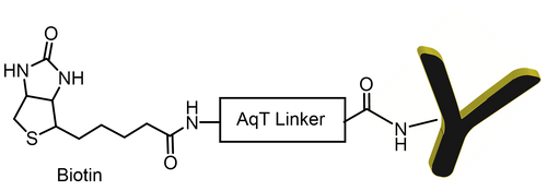 AqT-Biotin Antibody
