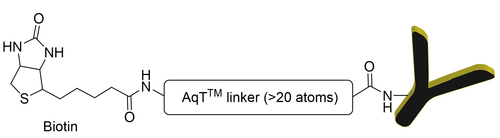 Chemical structure of AqT® Biotin G/H IgG, Fc Gamma Fragment Specific with >20 atoms length flexible linker Chemical structure of AqT® Biotin G/H IgG, Fc Gamma Fragment Specific with >20 atoms length flexible linker