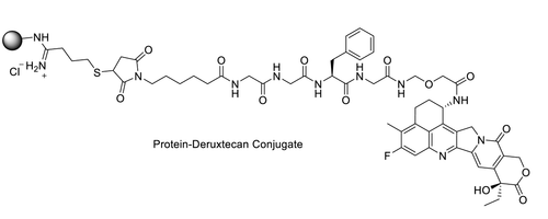Chemical structure of protein derucxtecan conjugate made using CM11432 PerKit™ Protein Deruxtecan Conjugation Kit. Chemical structure of protein derucxtecan conjugate made using CM11432 PerKit™ Protein Deruxtecan Conjugation Kit.