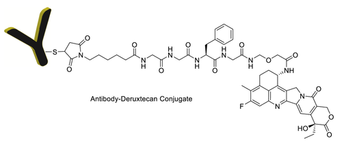 CM11434 chemical structure of antibody deruxtecan conjugate CM11434 chemical structure of antibody deruxtecan conjugate