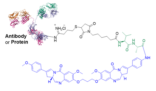 Protein-VA-PBD Dimer Conjugate Structure Protein-VA-PBD Dimer Conjugate Structure