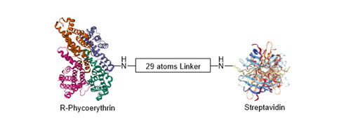 R-PE Streptavidin Conjugate Structure depicting single-label product R-PE Streptavidin Conjugate Structure depicting single-label product