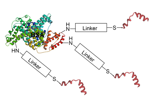 A graphic representation of a multi-peptide–loaded BSA