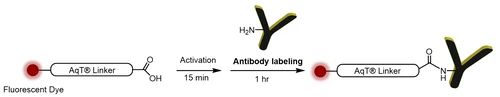AqT® Fluor Labeling Antibody via Amide Formation