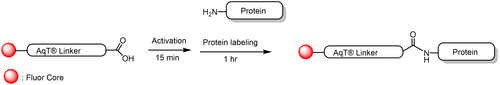 AqT® Fluor 750 protein labeling via amide formation