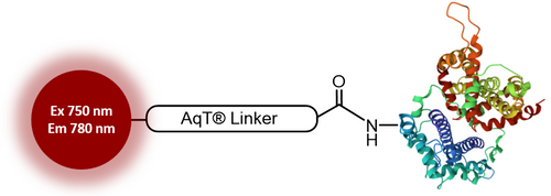 AqT® Fluor 750 labeled protein via amide formation
