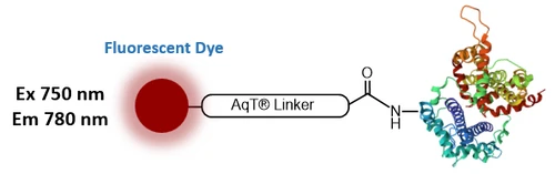 AqT® Fluor 750 labeled protein via amide formation