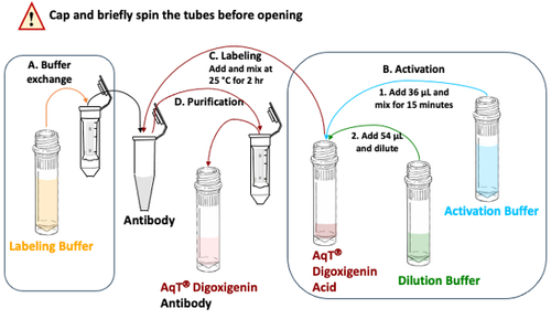 Workflow for Preparing AqT® Digoxigenin Labeled Antibody (3 mg scale reaction) within 2 Hours