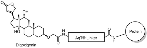 AqT® digoxigenin labeled protein via amide formation