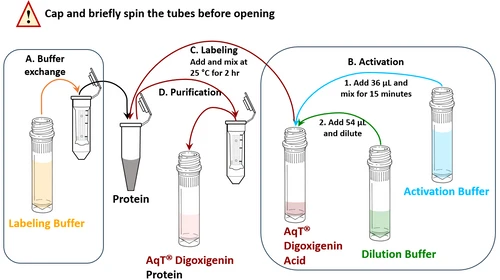 Workflow for preparing AqT® digoxigenin labeled protein (20 nmol scale reaction)