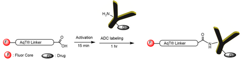 AqT® Fluor Labeling ADC via Amide Formation