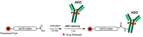 AqT® Fluor Labeling ADC via Amide Formation
