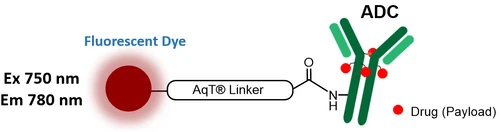 AqT® Fluor 750 labeled Antibody-Drug Conjugate (ADC) via Surface Amines