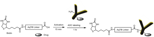 AqT® Biotin Labeling ADC via Amide Formation
