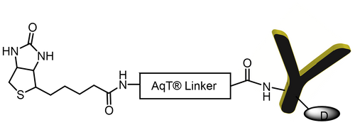 AqT® biotin labeled Antibody-Drug Conjugate (ADC) via Surface Amines