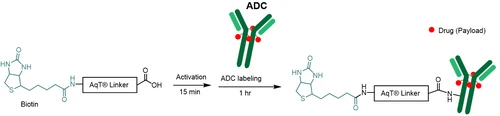 AqT® Biotin Labeling ADC via Amide Formation