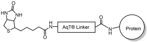 AqT® biotinylated protein via amide formation