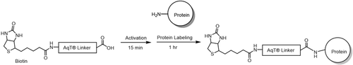 AqT® biotin protein labeling via amide formation