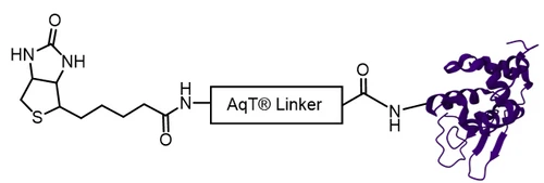 AqT® biotinylated protein via amide formation