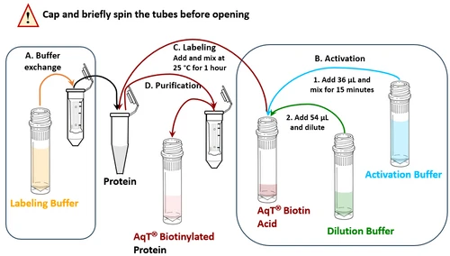 Workflow for preparing AqT® biotinylated protein (20 nmol scale reaction)