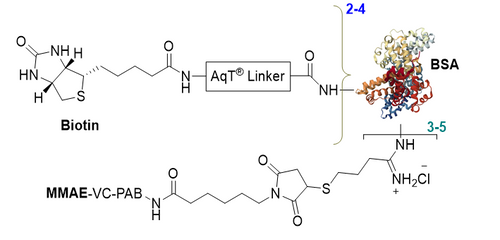 Chemical structure of CM86161 AqT® Biotinylated BSA-MMAE conjugate