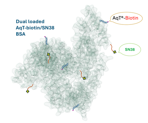 AqT® Biotinylated BSA-SN38 Cartoon