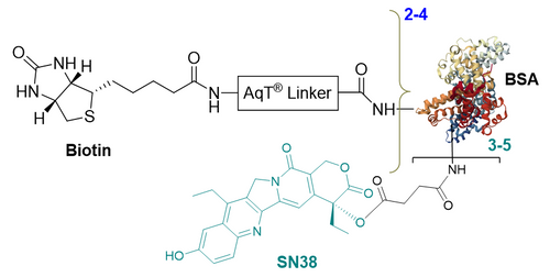 Chemical structure of CM86158 AqT® Biotinylated BSA-SN38 conjugate