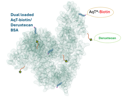 Cartoon representation of CM86171 AqT® biotinylated BSA–Deruxtecan conjugate