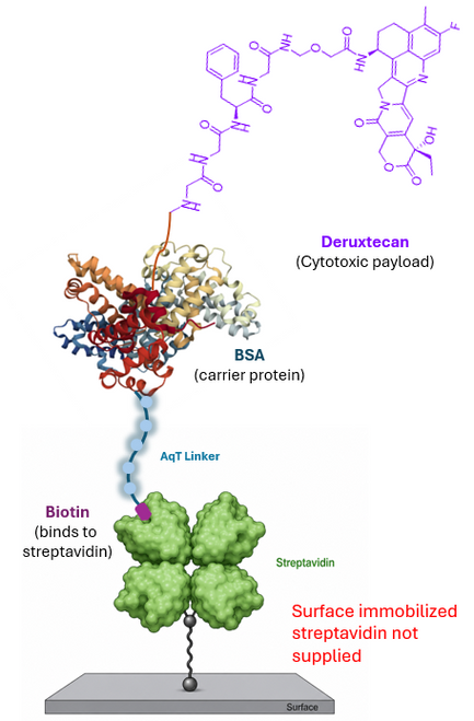 Cartoon AqT® biotinylated BSA–Deruxtecan conjugate