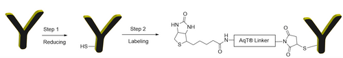 AqT® Antibody Biotinylation via Amide Formation