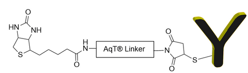 AqT® Biotin Site-Specific Labeled Antibody via Reduced Thiols