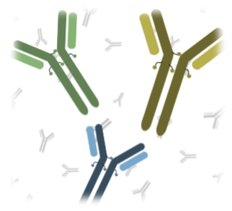 Antibody image
