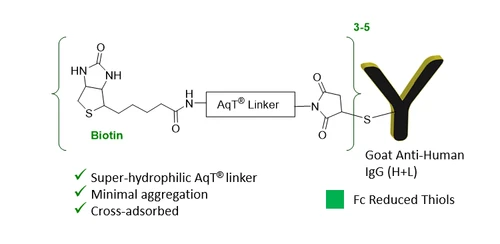 CM86153 AqT® Biotin Goat Anti-Human IgG (H+L), Cross-Adsorbed Structure