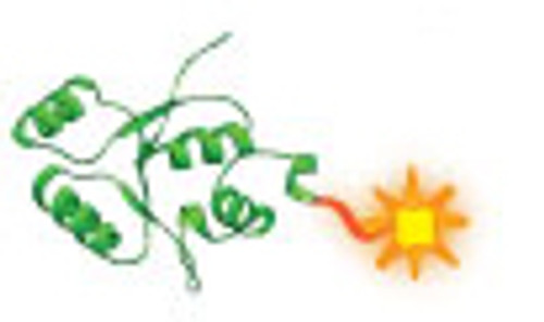 Depiction of Labeled Peptide Depiction of Labeled Peptide