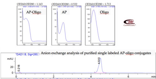 Example 1: Preparation of single labeled AP-oligo conjugates.