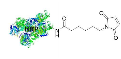 Chemical structure depicting C6 Maleimide activated HRP with a single label. Actual product has a label of 1-2 maleimide per HRP. Chemical structure depicting C6 Maleimide activated HRP with a single label. Actual product has a label of 1-2 maleimide per HRP.