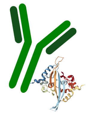 Antibody Protein or Peptide Drug Conjugate