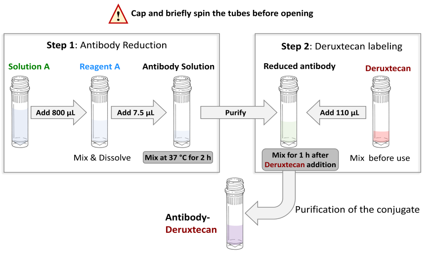 CM11431 Antibody Deruxtecan Conjugation Protocol Schematic Diagram