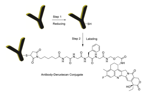 CM11431 Antibody Deruxtecan Conjugation Chemistry