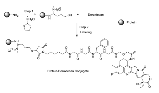 Protein Deruxtecan Conjugation Chemistry