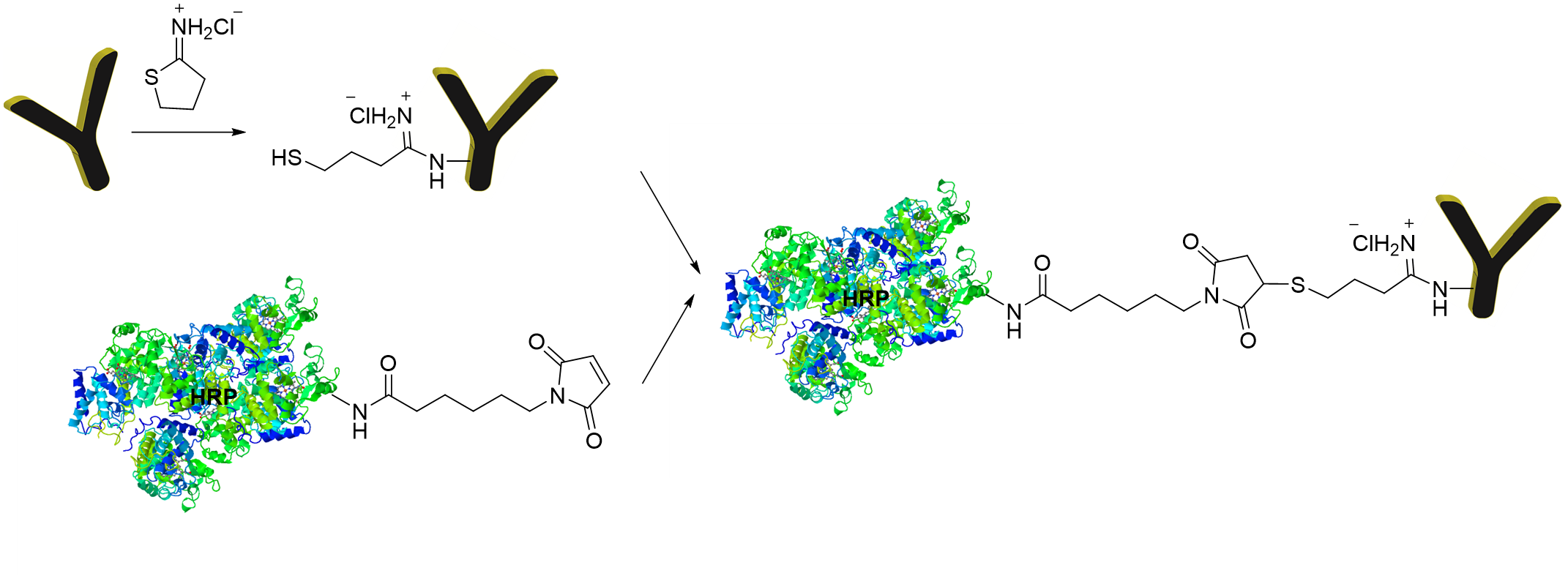 Synthetic route to HRP and antibody conjugate CM51406