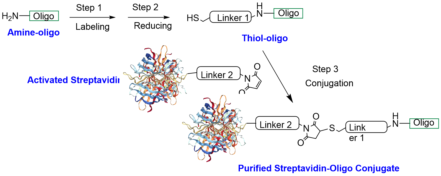 Scheme of streptavidin and oligo conjugation CM52421