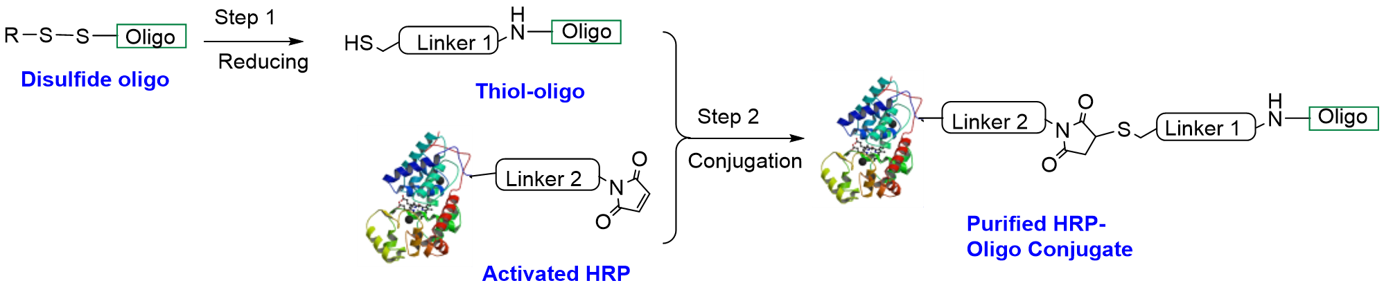 CM53408 Synthetic Route to HRP Oligo Conjugation via Thiol