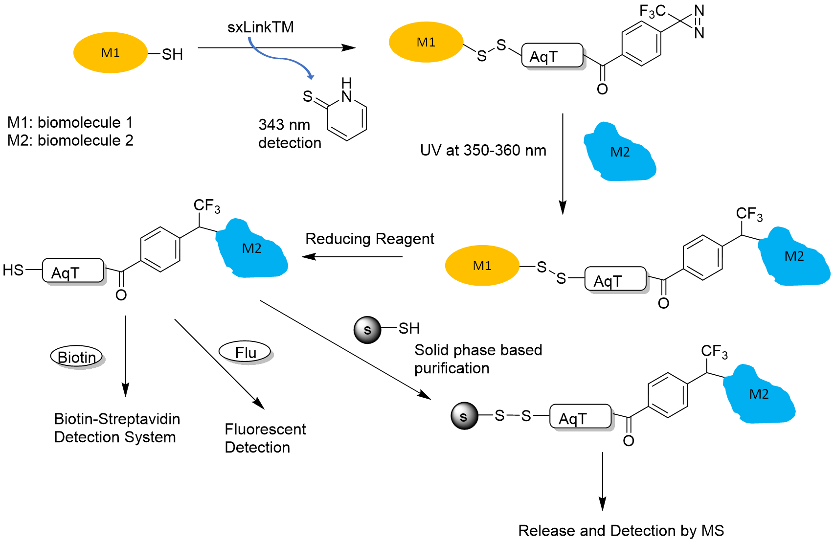 sxLink workflow using water soluable phenyldiazirine sxLink
